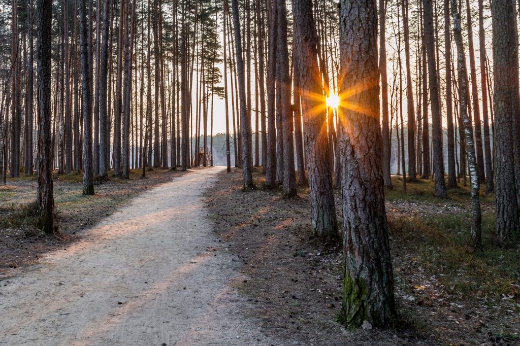 Sajūtu parka priedes